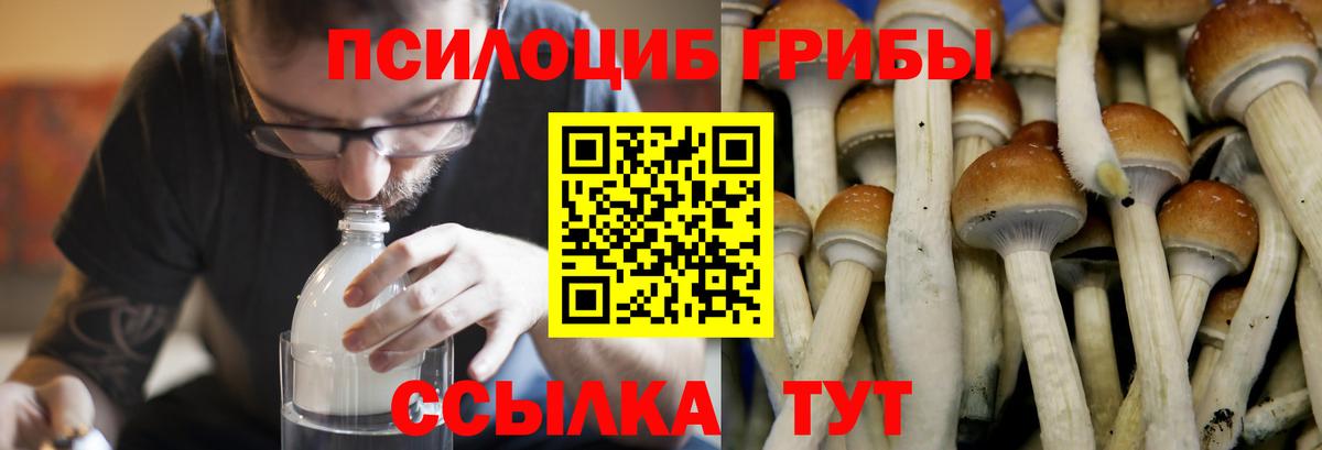 Галлюциногенные грибы Cubensis Курчалой